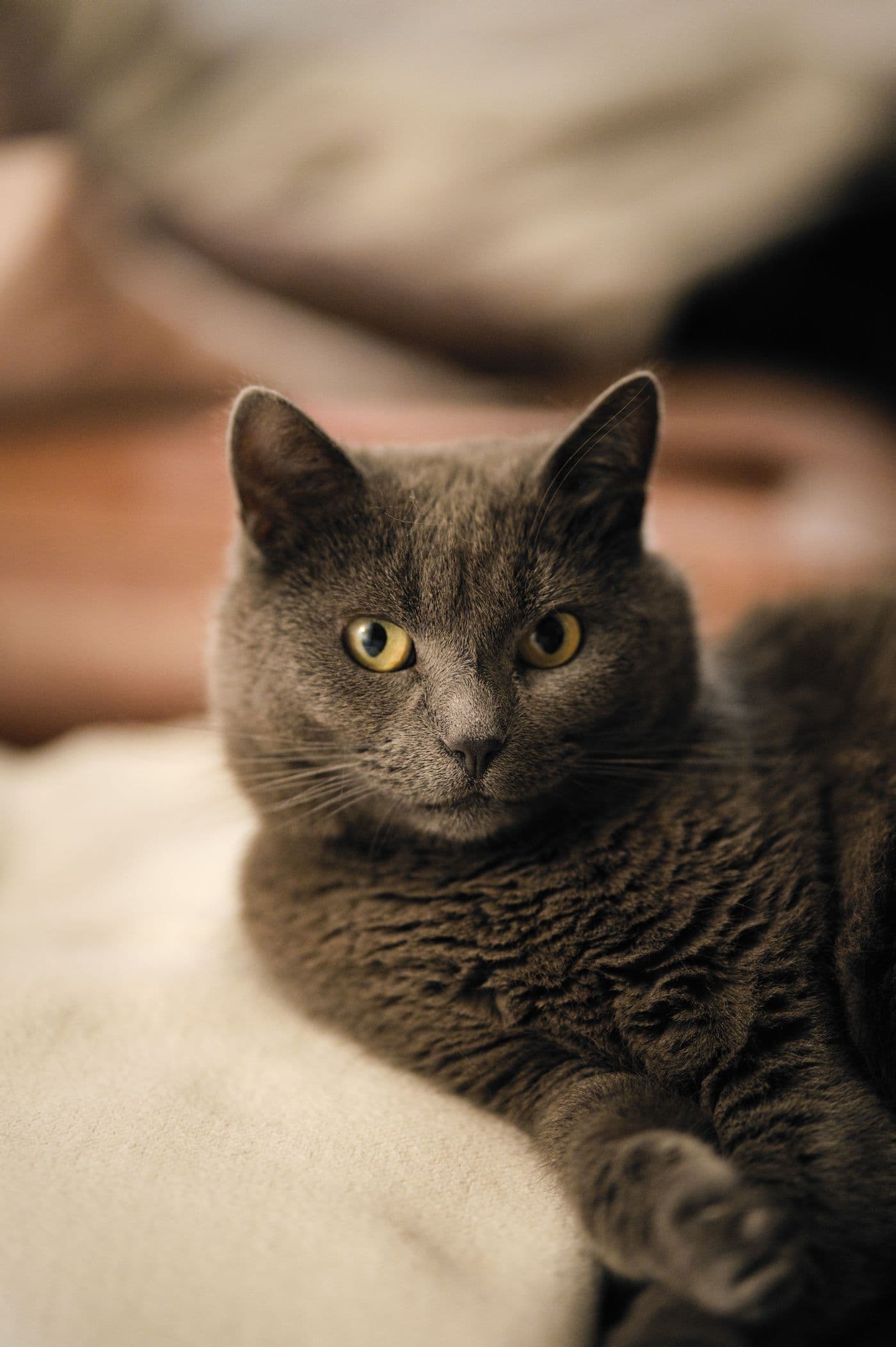 A grey cat gazing directly at the camera