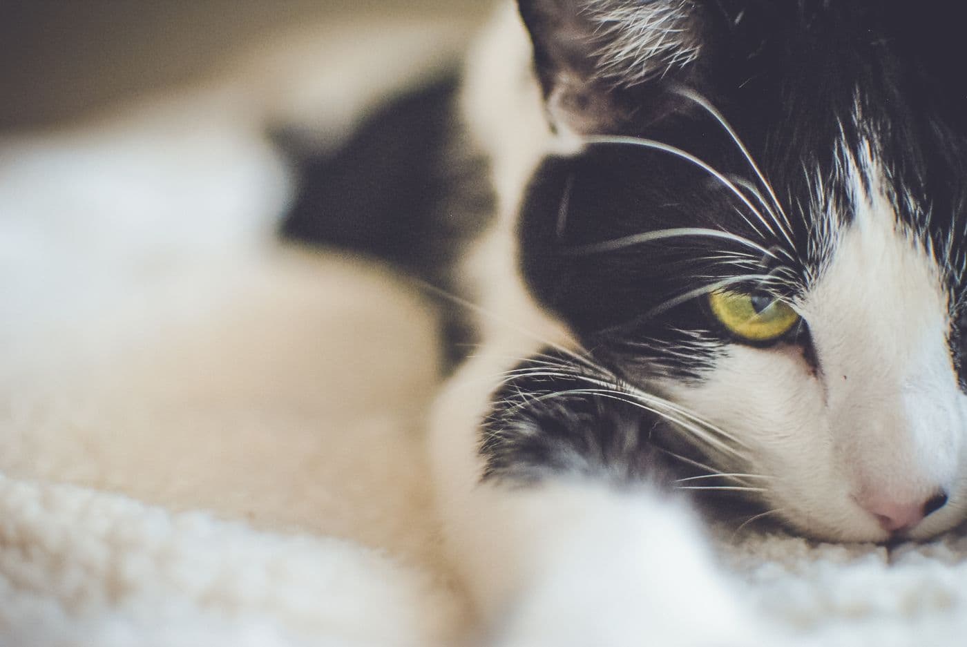 A black and white cat resting its head, looking uncertain in a new home