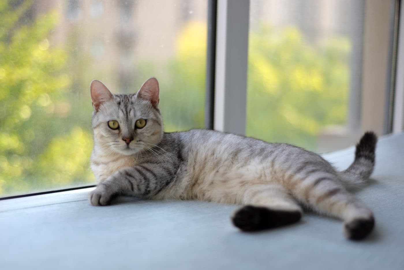 A silver tabby cat lounging on a sunny windowsill